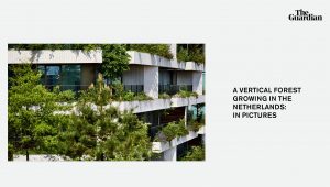 Wonderwoods in The Guardian