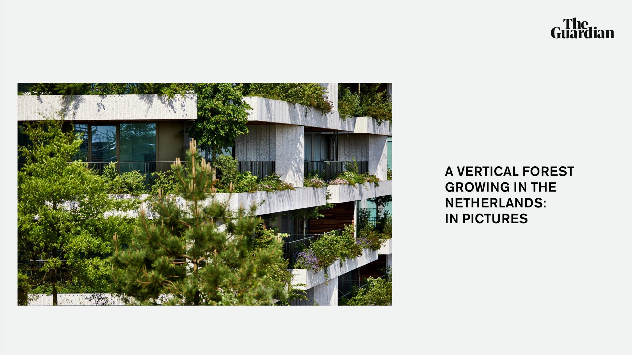 Wonderwoods in The Guardian